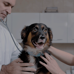 curso de auxiliar de clínica veterinaria